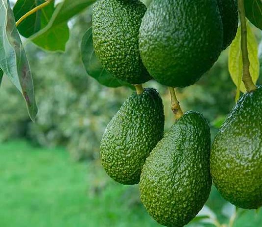 La industria de la palta en México se compromete con una producción libre de deforestación