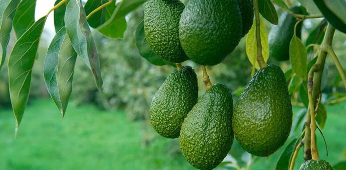 La industria de la palta en México se compromete con una producción libre de deforestación