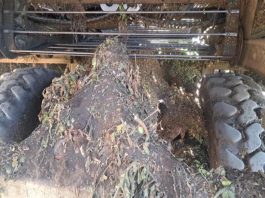 La industria del tomate toma medidas para detener la propagación de malezas parásitas.