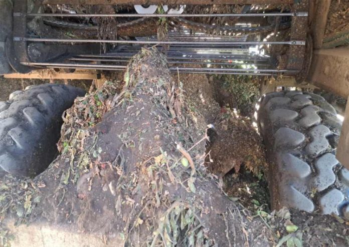 La industria del tomate toma medidas para detener la propagación de malezas parásitas.