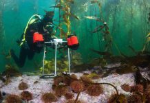 La inédita investigación que está caracterizando los inexplorados bosques submarinos del sur de Chile