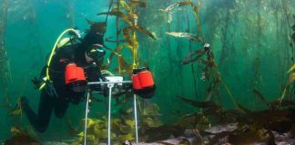 La inédita investigación que está caracterizando los inexplorados bosques submarinos del sur de Chile