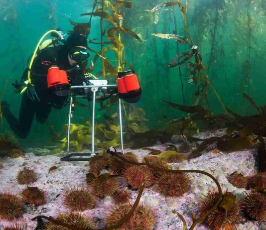 La inédita investigación que está caracterizando los inexplorados bosques submarinos del sur de Chile