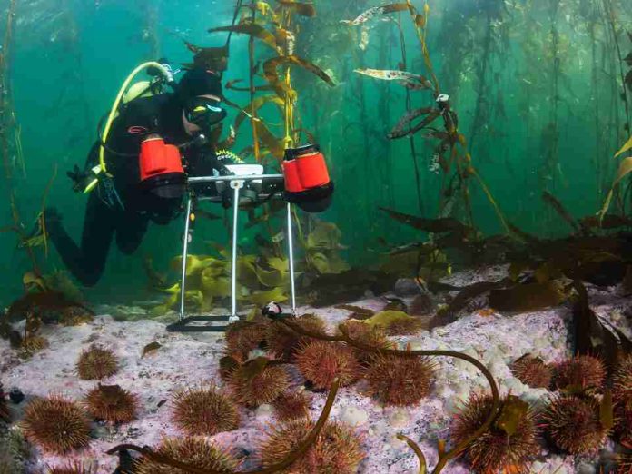 La inédita investigación que está caracterizando los inexplorados bosques submarinos del sur de Chile