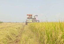 La otra cara de la guerra la escasez y la subida de precios ahogan la agricultura en Asia