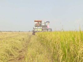 La otra cara de la guerra la escasez y la subida de precios ahogan la agricultura en Asia