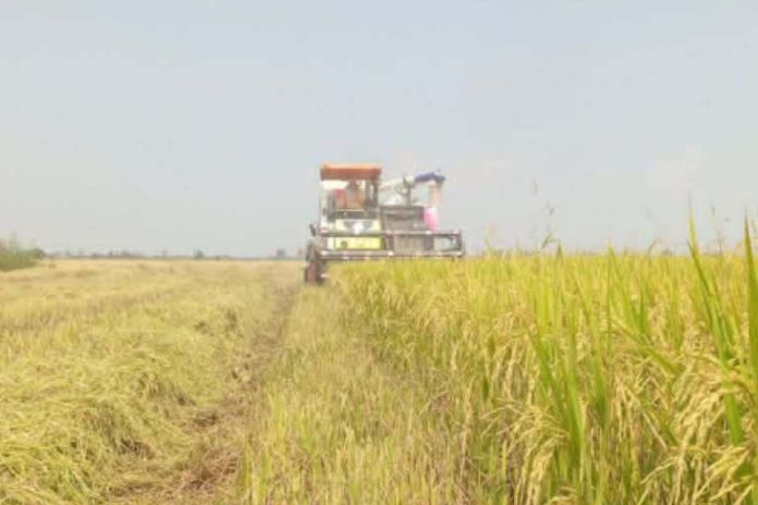 La otra cara de la guerra la escasez y la subida de precios ahogan la agricultura en Asia