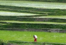 La producción mundial de alimentos puede caer un 15 % por la falta de fertilizantes