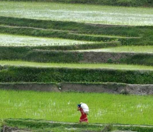La producción mundial de alimentos puede caer un 15 % por la falta de fertilizantes