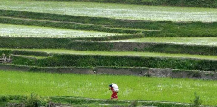 La producción mundial de alimentos puede caer un 15 % por la falta de fertilizantes