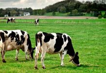 Lanzamiento del nuevo Centro de Información Láctea busca fortalecer la competitividad del sector