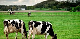 Lanzamiento del nuevo Centro de Información Láctea busca fortalecer la competitividad del sector