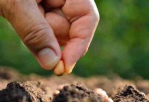 Lanzan programa que impulsará tecnologías para enfrentar el cambio climático en la industria de la semilla