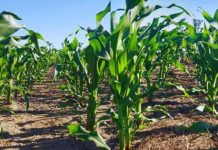 Las leguminosas mejoran el balance de nitrógeno en secuencias con maíz