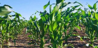 Las leguminosas mejoran el balance de nitrógeno en secuencias con maíz