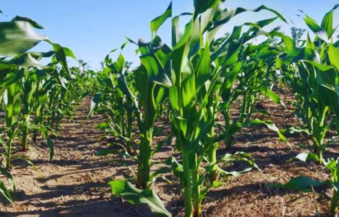 Las leguminosas mejoran el balance de nitrógeno en secuencias con maíz