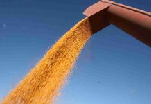 Los precios en los mercados agrícolas suben ante la perspectiva de un conflicto largo