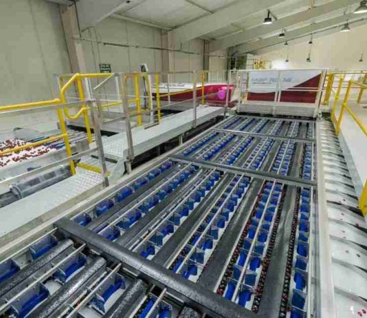 Maf Roda integra algoritmos de IA a toda su gama de frutas y hortalizas y refuerza la automatización para cereza