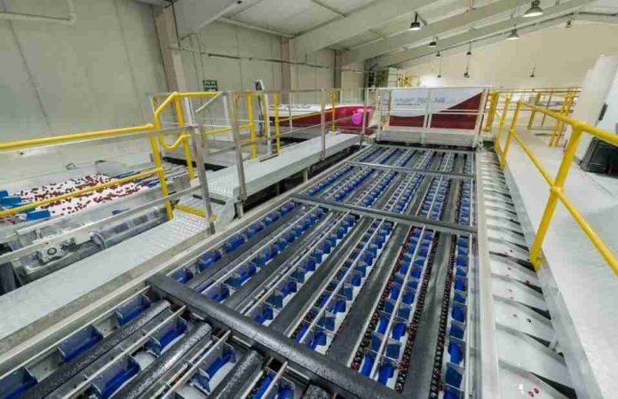 Maf Roda integra algoritmos de IA a toda su gama de frutas y hortalizas y refuerza la automatización para cereza