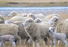 Magallanes avanza hacia una marca de certificación para su lana con foco en calidad, identidad y proyección internacional