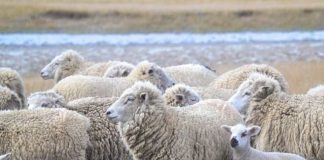 Magallanes avanza hacia una marca de certificación para su lana con foco en calidad, identidad y proyección internacional
