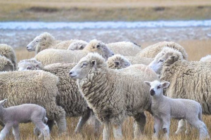Magallanes avanza hacia una marca de certificación para su lana con foco en calidad, identidad y proyección internacional