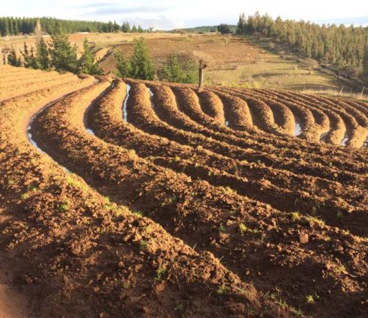 Más de 500 agricultores y agricultoras de Ñuble serán beneficiados por INDAP con más de $1.000 millones para recuperar sus suelos
