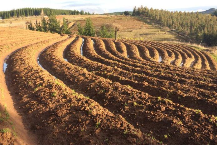Más de 500 agricultores y agricultoras de Ñuble serán beneficiados por INDAP con más de $1.000 millones para recuperar sus suelos