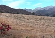 Menos alcachofas, mandarinas, paltos, uvas y kiwi: agricultores abandonan siembras en Limarí