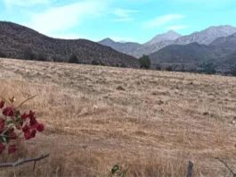 Menos alcachofas, mandarinas, paltos, uvas y kiwi: agricultores abandonan siembras en Limarí