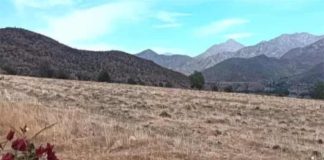 Menos alcachofas, mandarinas, paltos, uvas y kiwi: agricultores abandonan siembras en Limarí