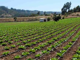 Ministerio de Agricultura transfiere $13 mil millones en apoyo a agricultores ante el alza de precios en insumos