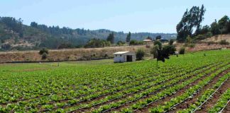 Ministerio de Agricultura transfiere $13 mil millones en apoyo a agricultores ante el alza de precios en insumos