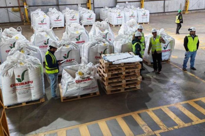Multiplicación de semillas certificadas destacan impacto estratégico de la industria en Ñuble
