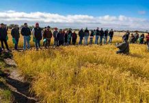 Nueva variedad de arroz chileno impulsa ahorro de agua y sostenibilidad en el centro sur