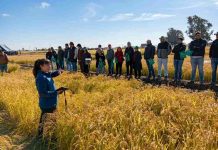 Nueva variedad de arroz chileno impulsa ahorro de agua y sostenibilidad en el centro sur