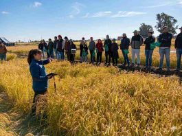 Nueva variedad de arroz chileno impulsa ahorro de agua y sostenibilidad en el centro sur