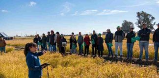 Nueva variedad de arroz chileno impulsa ahorro de agua y sostenibilidad en el centro sur