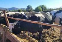 Nuevo proyecto busca aumentar la competitividad forrajera y ganadera con drones, sensores y riego de precisión