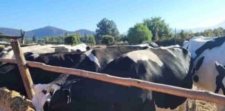 Nuevo proyecto busca aumentar la competitividad forrajera y ganadera con drones, sensores y riego de precisión