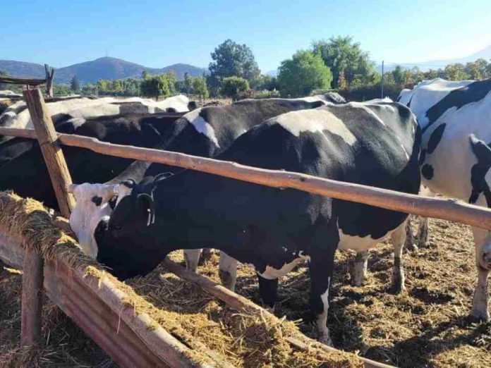 Nuevo proyecto busca aumentar la competitividad forrajera y ganadera con drones, sensores y riego de precisión