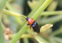 Palto chileno: Estudio revela que especies silvestres juegan un rol determinante en la polinización Palto chileno: Estudio revela que especies silvestres juegan un rol determinante en la polinización