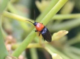 Palto chileno: Estudio revela que especies silvestres juegan un rol determinante en la polinización