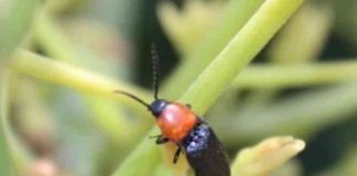 Palto chileno: Estudio revela que especies silvestres juegan un rol determinante en la polinización Palto chileno: Estudio revela que especies silvestres juegan un rol determinante en la polinización