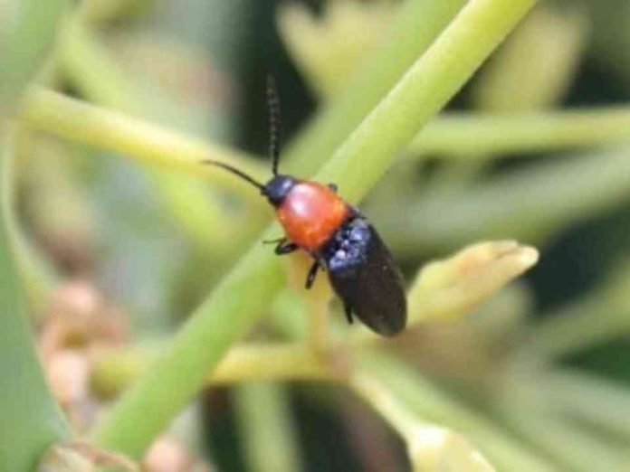 Palto chileno: Estudio revela que especies silvestres juegan un rol determinante en la polinización