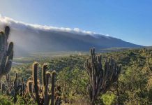 85 años del Parque Nacional Bosque Fray Jorge Un ejemplo de restauración ecológica