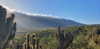 85 años del Parque Nacional Bosque Fray Jorge: Un ejemplo de restauración ecológica 85 años del Parque Nacional Bosque Fray Jorge Un ejemplo de restauración ecológica
