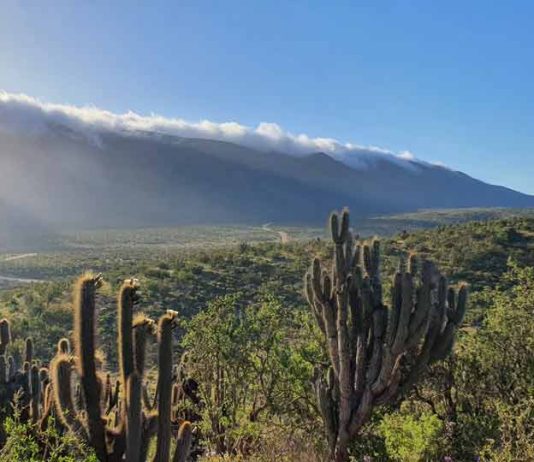 85 años del Parque Nacional Bosque Fray Jorge Un ejemplo de restauración ecológica