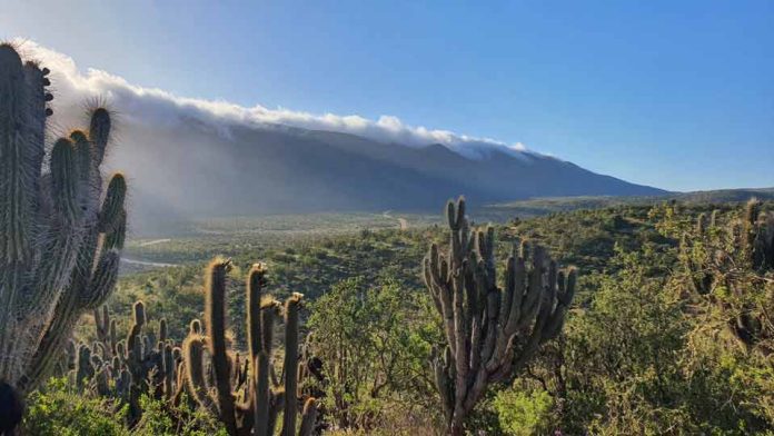 85 años del Parque Nacional Bosque Fray Jorge Un ejemplo de restauración ecológica 85 años del Parque Nacional Bosque Fray Jorge Un ejemplo de restauración ecológica