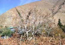 Pérdidas de hasta 90%: heladas afectan cultivos en el Limarí